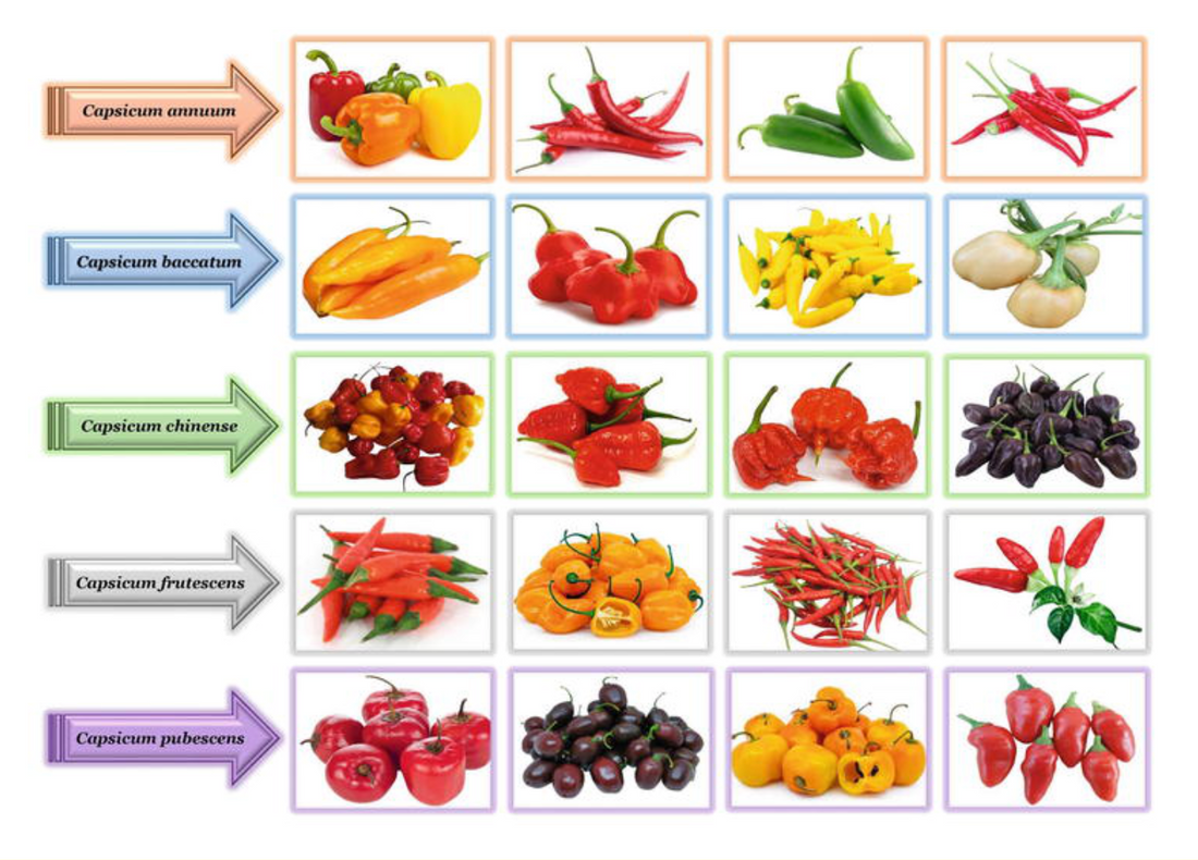 5 species of the genus Capsicum or simply the five main types of peppers.