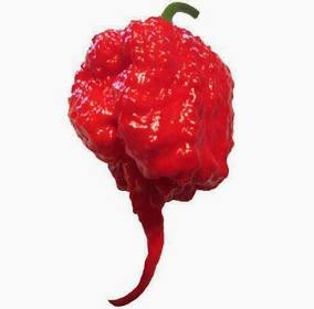 Carolina Reaper