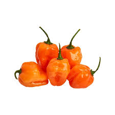 habanero chili pepper, one of the most popular among chili heads