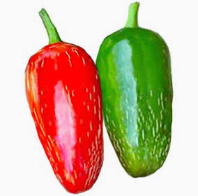 jalapeño chili peppers garden grown organic in our best selling hot sauce